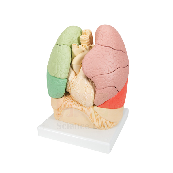 Segmented Lung